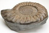 Ammonite (Paracoroniceras) Fossil - Dorset, England #211932-1